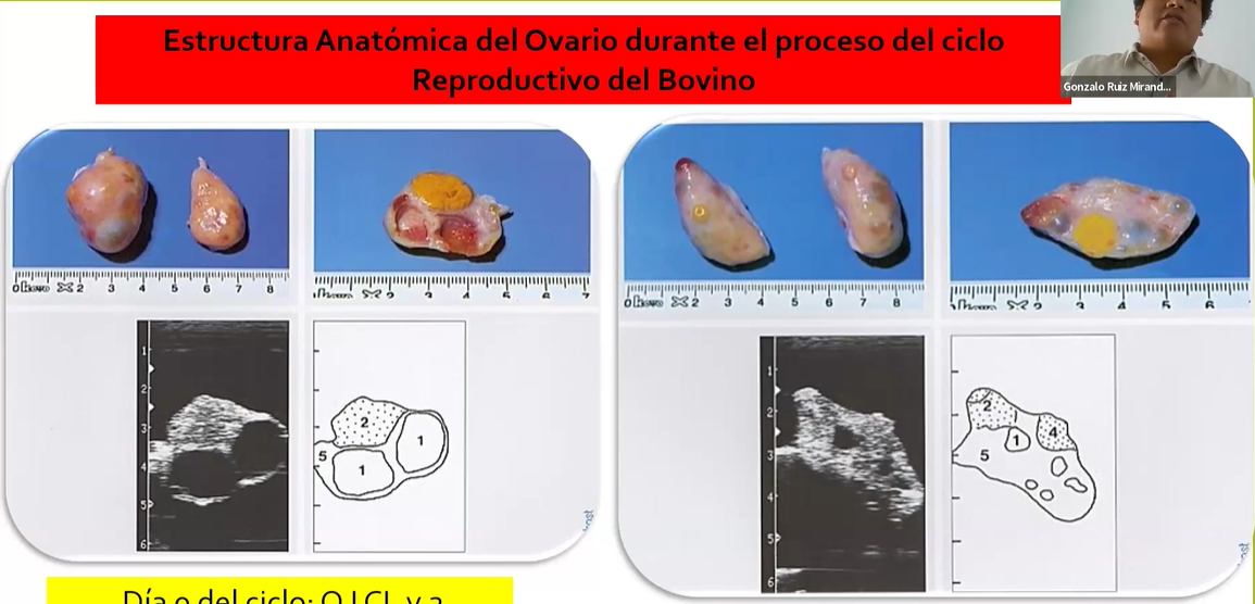  ANATOMÍA Y FISIOLOGÍA REPRODUCTIVA BOVINA RELEVANTES 